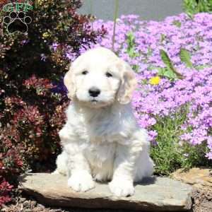 Ralph, Goldendoodle Puppy